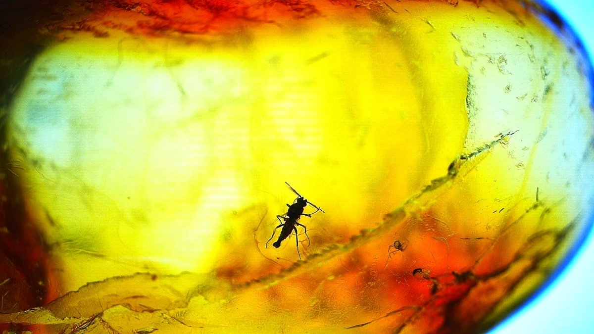 Insect trapped in amber with a colorful background