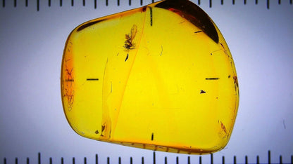 Transparent amber with embedded insect on a ruler for scale