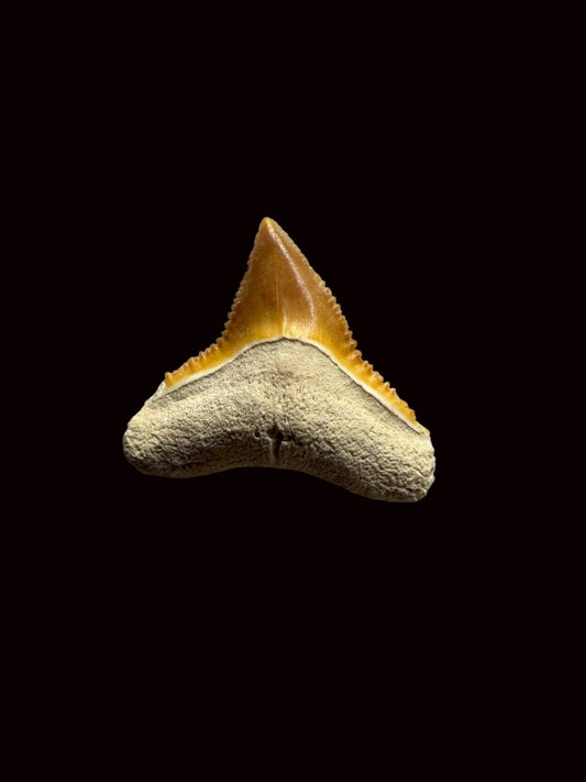 Bone Valley Bull shark fossil tooth from Miocene, USA (0.64") - FossilsAndMore