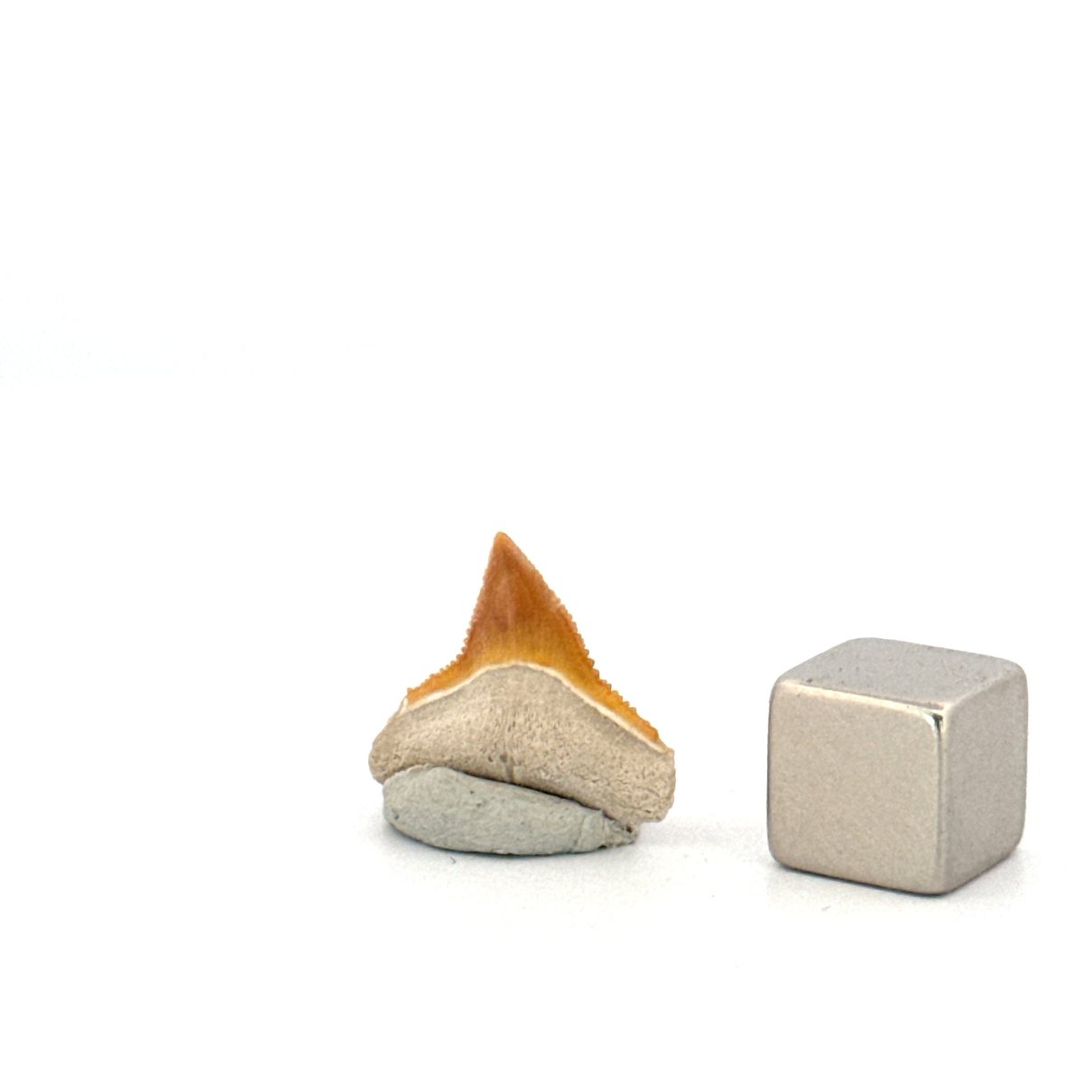 Bone Valley Bull shark fossil tooth from Miocene, USA (0.64") - FossilsAndMore