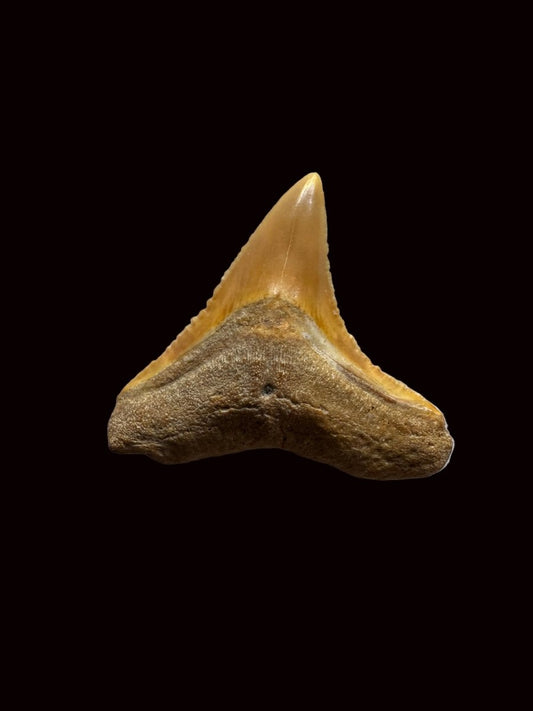Bone Valley Bull shark fossil tooth from Miocene, USA (0.79") - FossilsAndMore