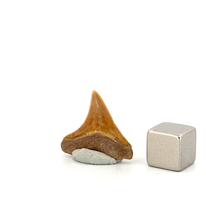 Bone Valley Bull shark fossil tooth from Miocene, USA (0.79") - FossilsAndMore