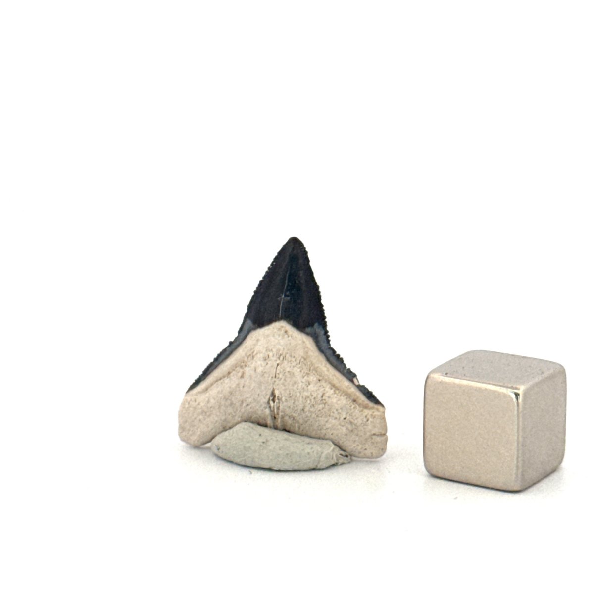Bone Valley Bull shark fossil tooth from Miocene, USA (0.85") - FossilsAndMore