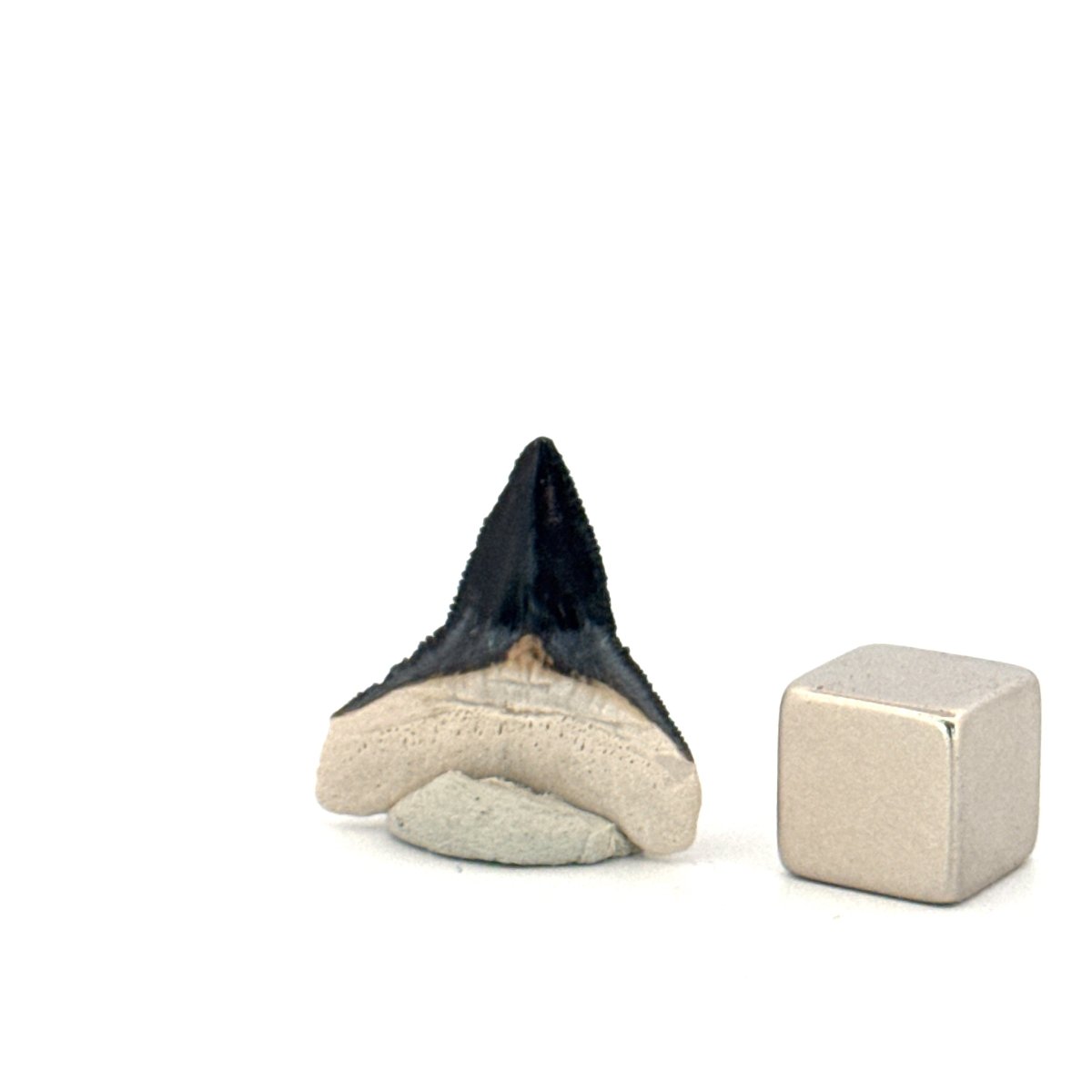 Bone Valley Bull shark fossil tooth from Miocene, USA (0.85") - FossilsAndMore
