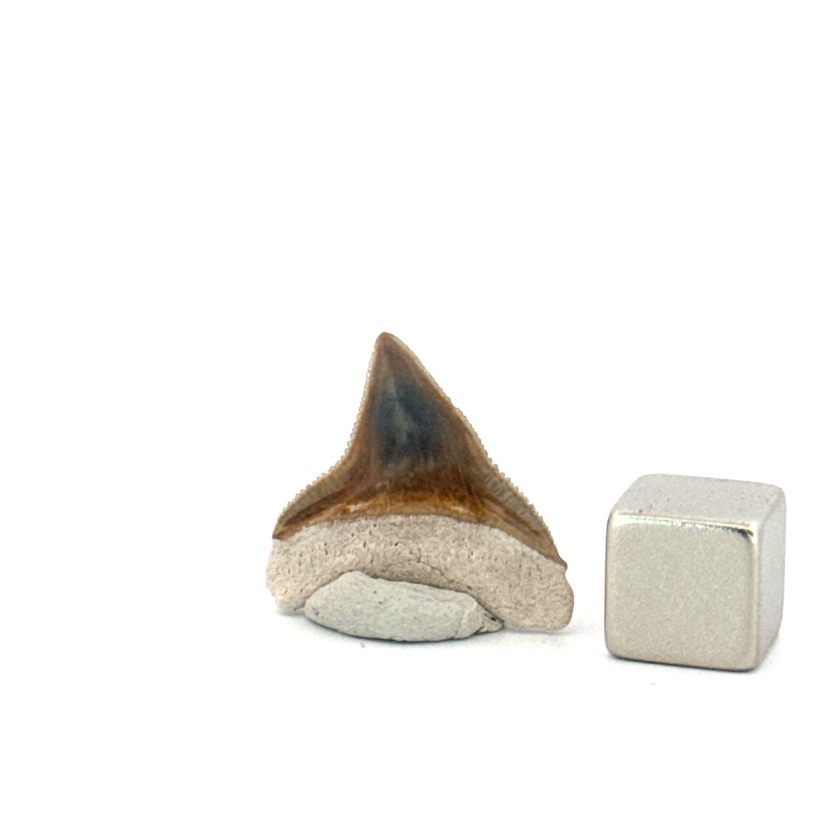 Bone Valley Bull shark fossil tooth from Miocene, USA (0.87") - FossilsAndMore