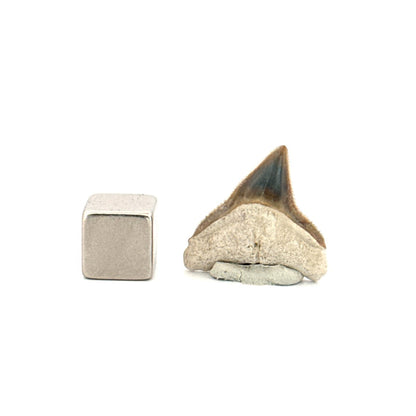 Bone Valley Bull shark fossil tooth from Miocene, USA (0.87") - FossilsAndMore