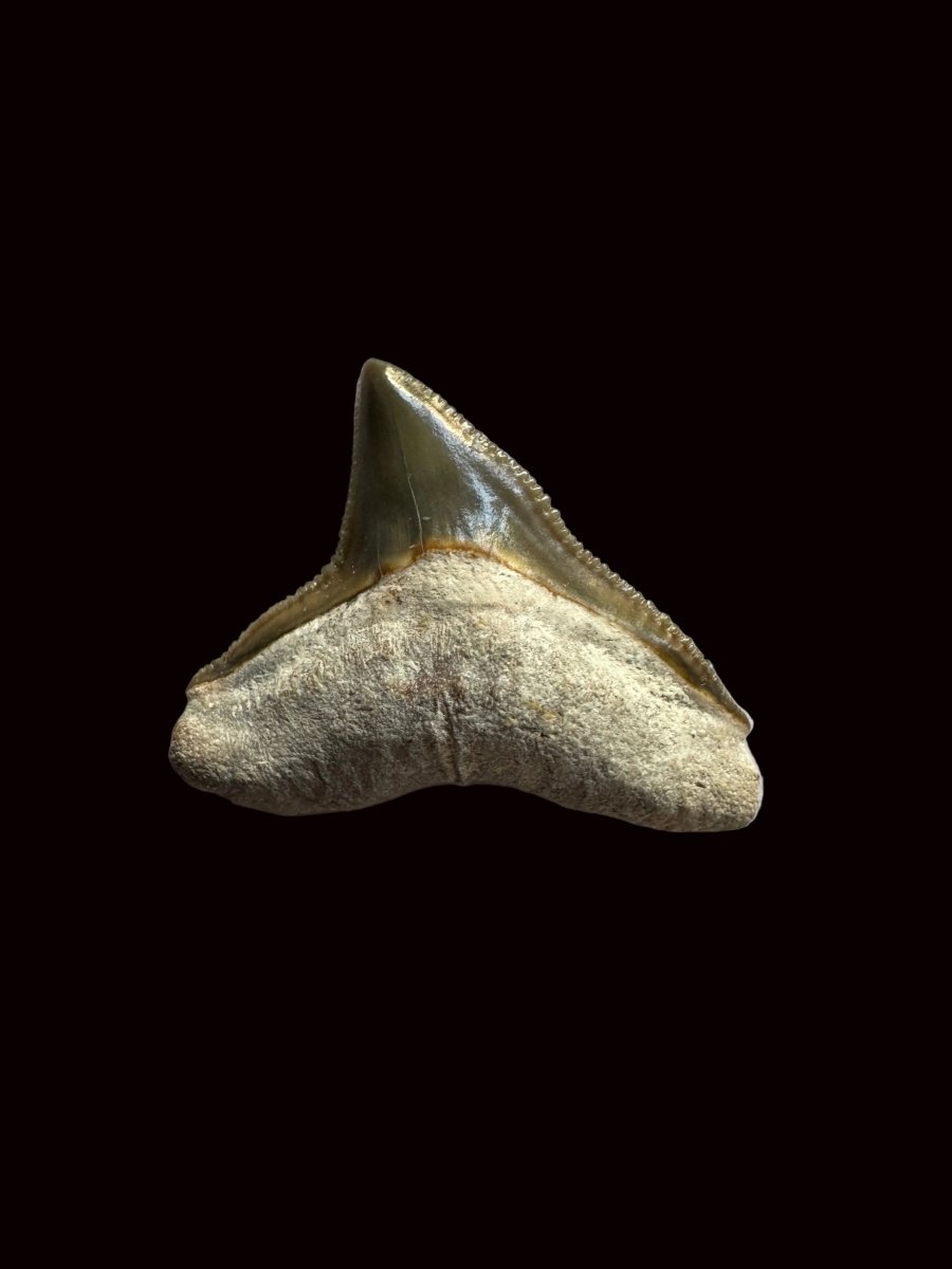Bone Valley Bull shark fossil tooth from Miocene, USA (0.88") - FossilsAndMore