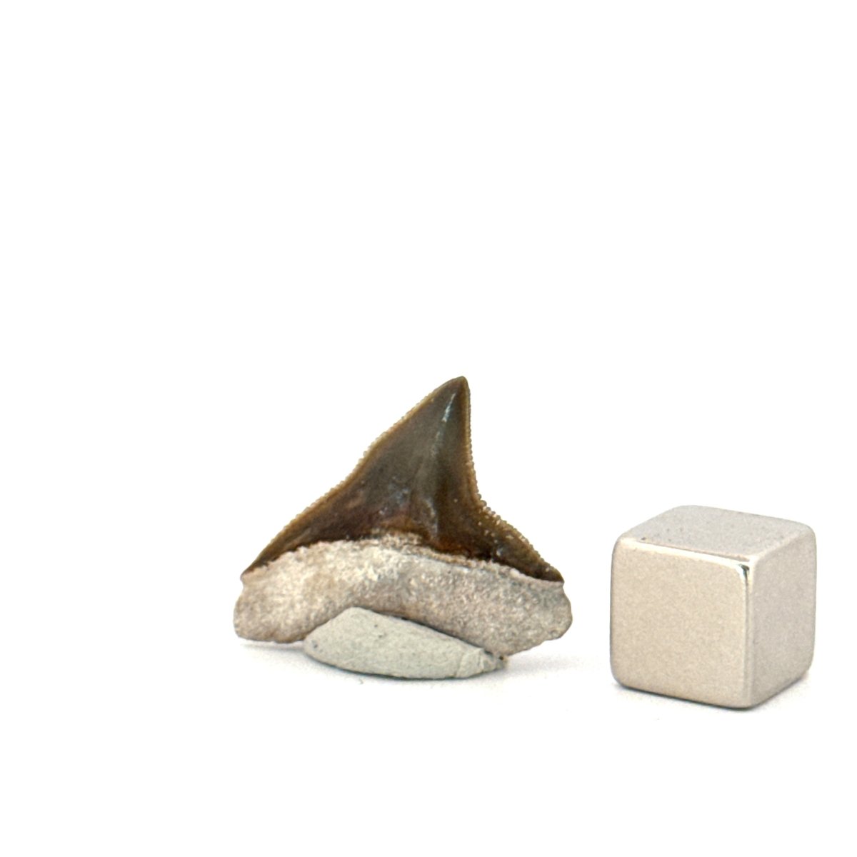 Bone Valley Bull shark fossil tooth from Miocene, USA (0.88") - FossilsAndMore