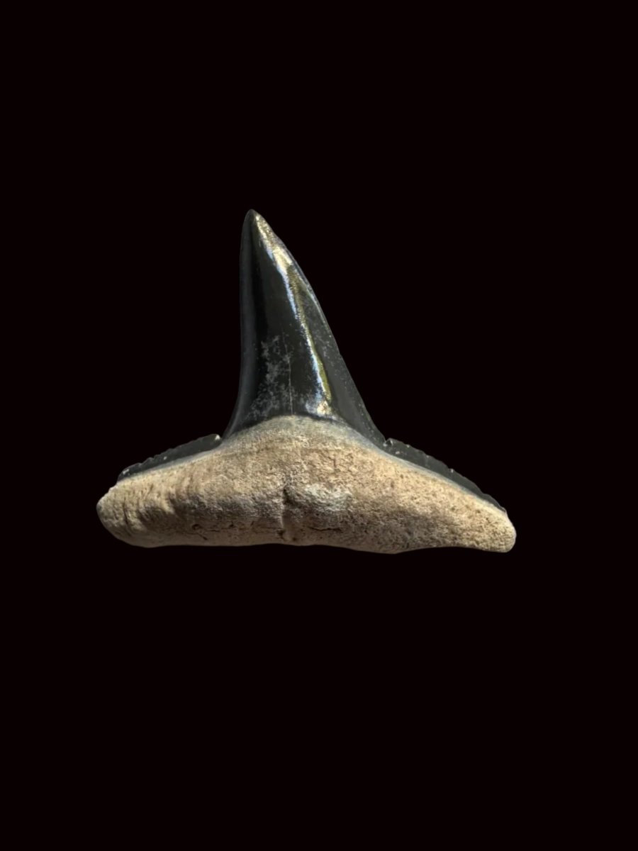 Bone Valley Lemon shark fossil tooth from Miocene, USA (0.92") - FossilsAndMore