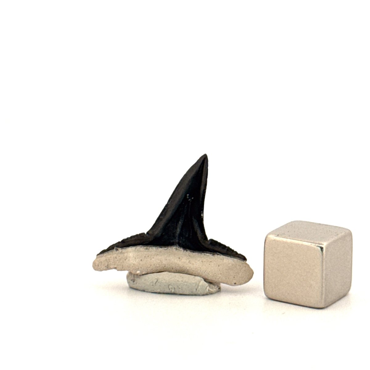 Bone Valley Lemon shark fossil tooth from Miocene, USA (0.92") - FossilsAndMore