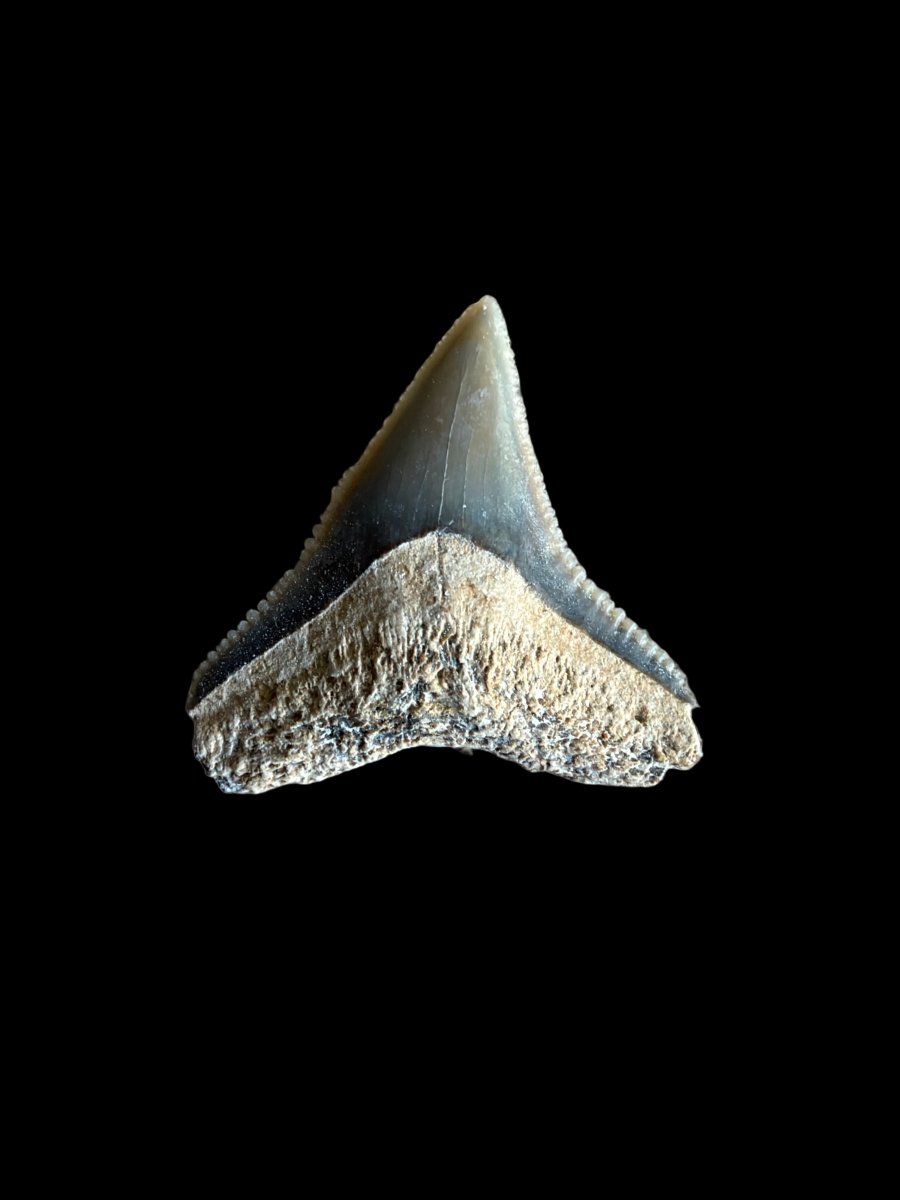Bull shark fossil tooth from Bone Valley, USA | 0.71" - FossilsAndMore