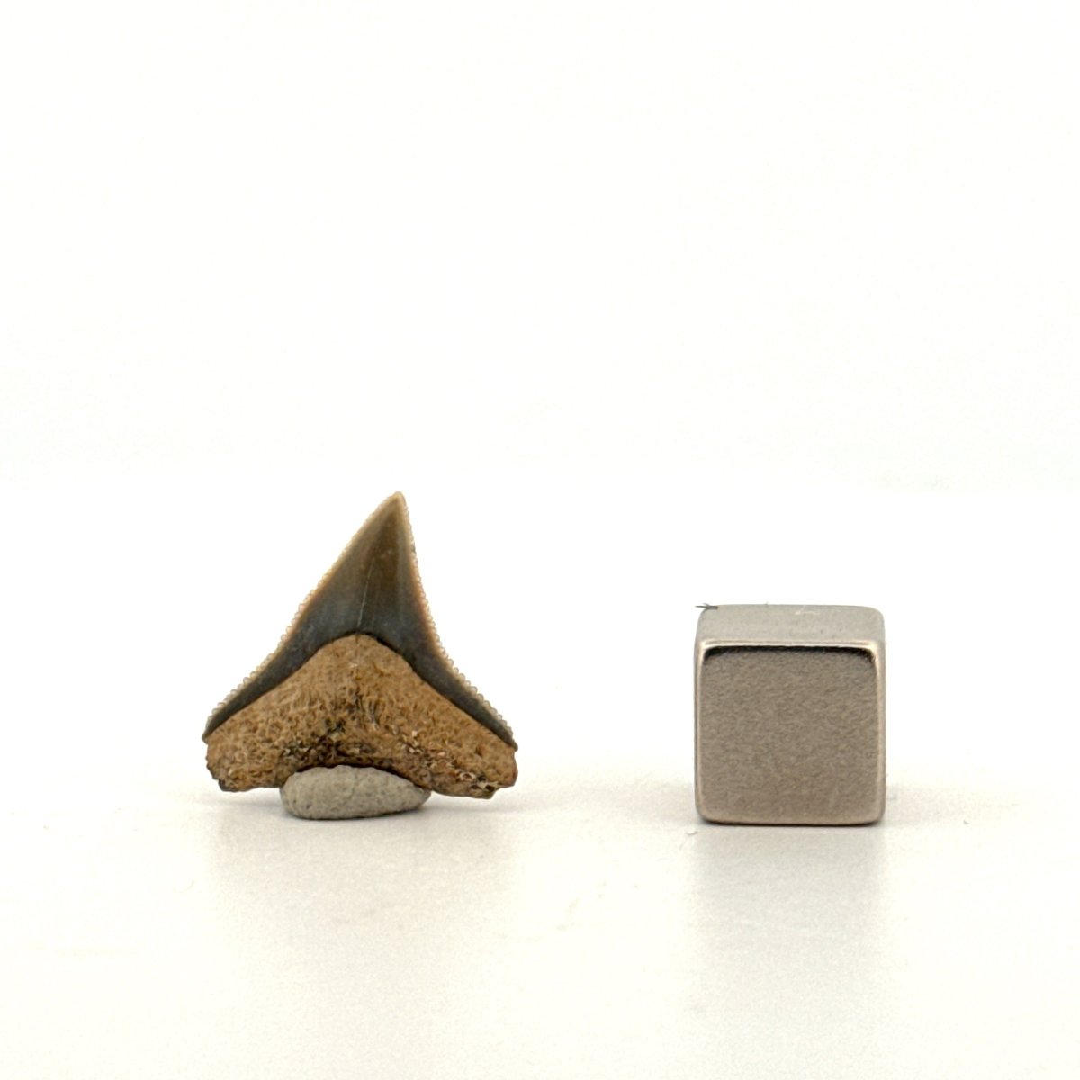 Bull shark fossil tooth from Bone Valley, USA | 0.71" - FossilsAndMore