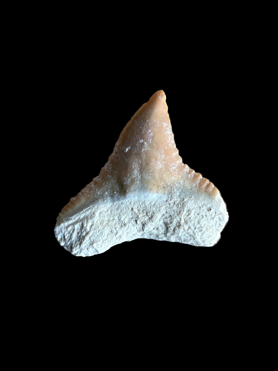 Bull shark fossil tooth from Bone Valley, USA | 0.73" - FossilsAndMore