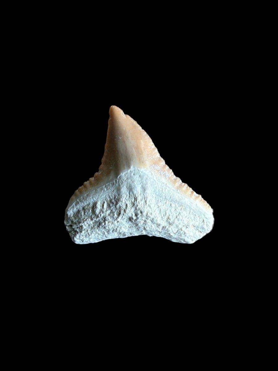Bull shark fossil tooth from Bone Valley, USA | 0.73" - FossilsAndMore