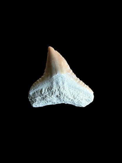 Bull shark fossil tooth from Bone Valley, USA | 0.73" - FossilsAndMore