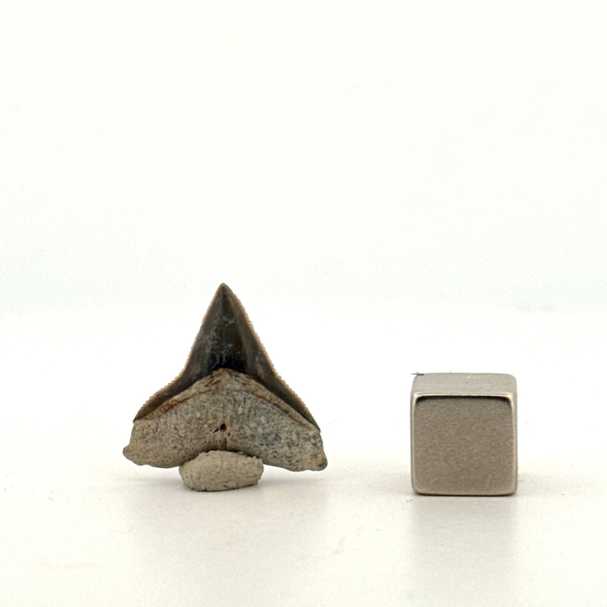 Bull shark fossil tooth from Bone Valley, USA | 0.78" - FossilsAndMore
