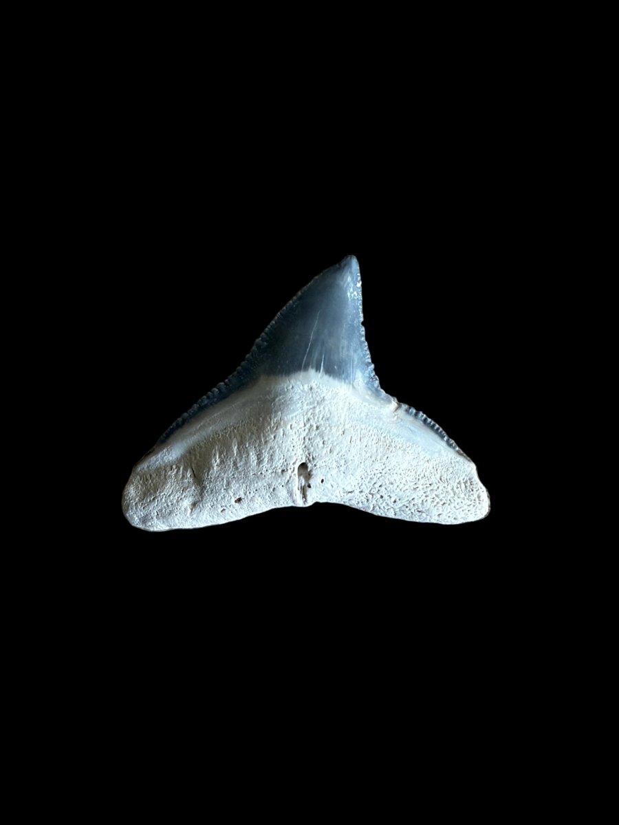 Bull shark fossil tooth from Bone VAlley, USA | 0.81" - FossilsAndMore