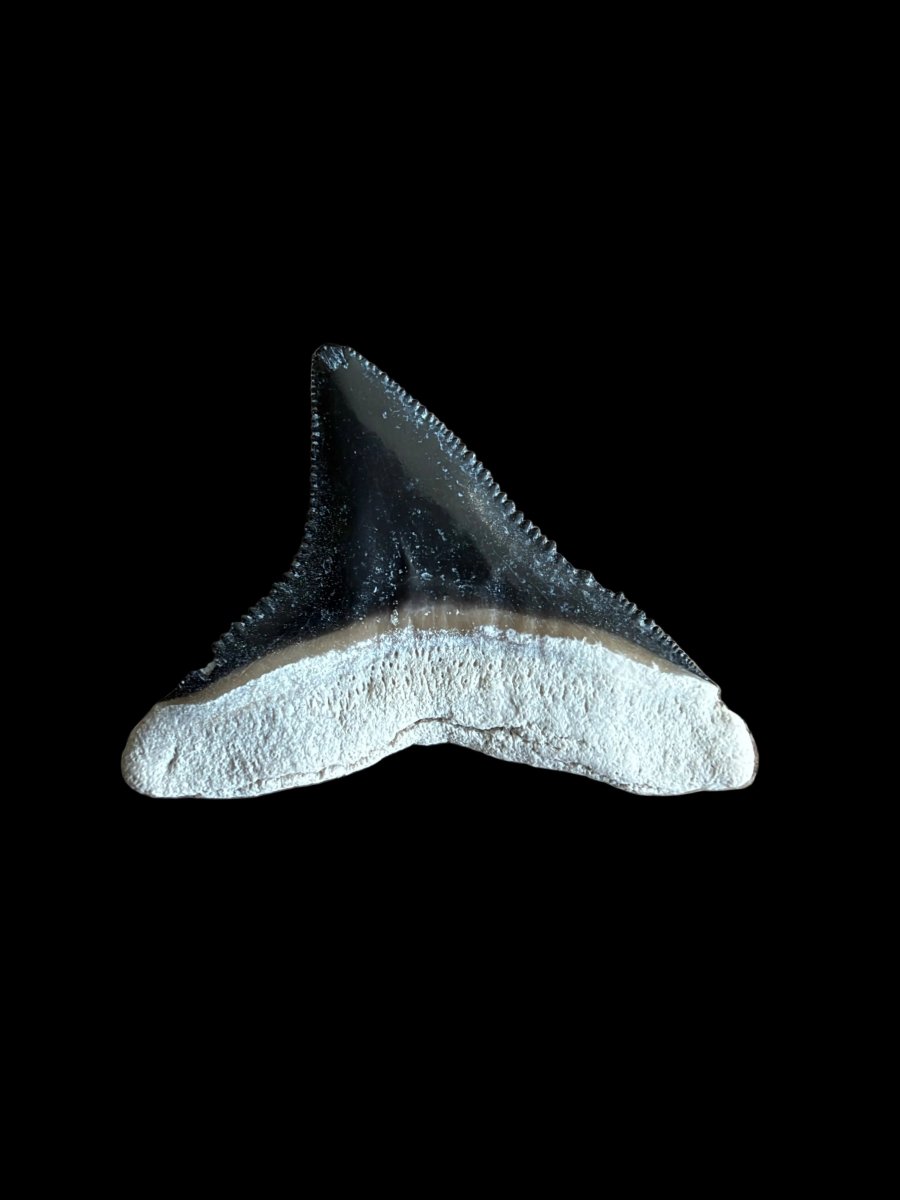 Bull shark fossil tooth from Bone Valley, USA | 0.97" - FossilsAndMore