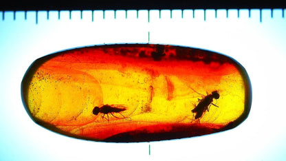 Amber piece with embedded insects and a ruler for scale on a light background