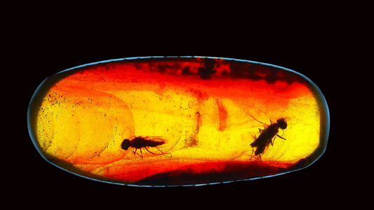 Burmese Amber fossil with 2 fly species insects inclusions from Myanmar - FossilsAndMore