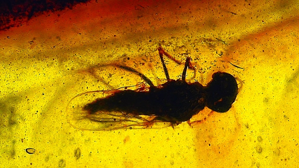 Burmese Amber fossil with 2 fly species insects inclusions from Myanmar - FossilsAndMore