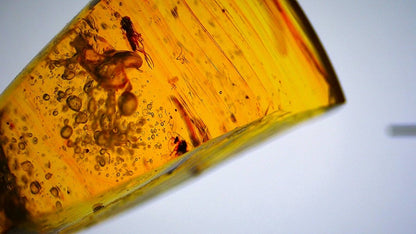 Burmese Amber fossil with 3 lizard paws inclusions from Myanmar - FossilsAndMore