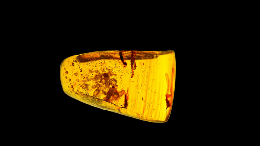 Burmese Amber fossil with 3 lizard paws inclusions from Myanmar - FossilsAndMore
