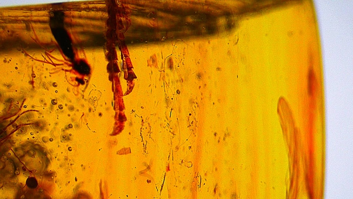 Burmese Amber fossil with 3 lizard paws inclusions from Myanmar - FossilsAndMore