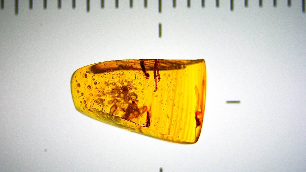 Burmese Amber fossil with 3 lizard paws inclusions from Myanmar - FossilsAndMore
