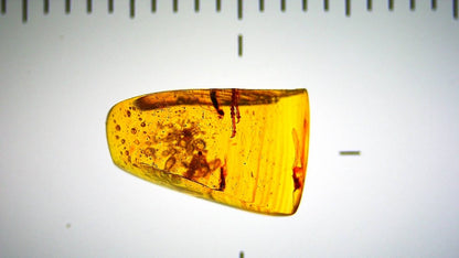 Burmese Amber fossil with 3 lizard paws inclusions from Myanmar - FossilsAndMore