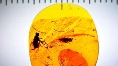 Burmese Amber fossil with fly species insect inclusion from Myanmar - FossilsAndMore