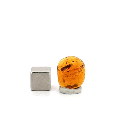 Burmese Amber fossil with fly species insect inclusion from Myanmar - FossilsAndMore