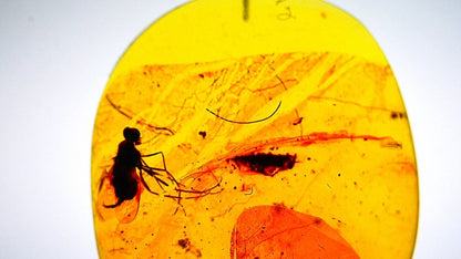 Insect encased in yellow amber on a white background