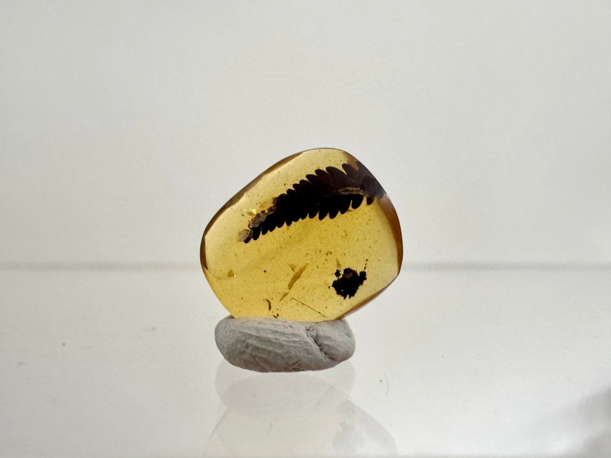 Burmese Amber fossil with leaf inclusion, Cretaceous period (0.52") - FossilsAndMore