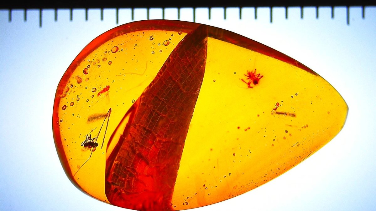 Amber fossil piece with embedded insects and a ruler for scale on a light background