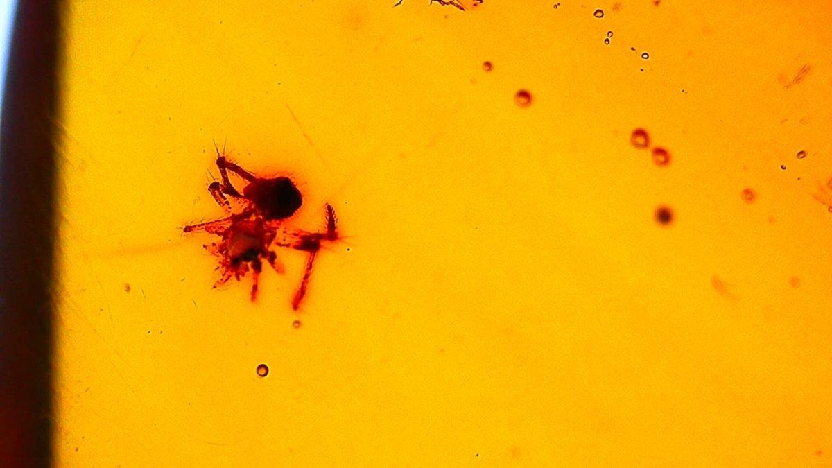Burmese Amber fossil with spider & fly species insect inclusion from Myanmar - FossilsAndMore