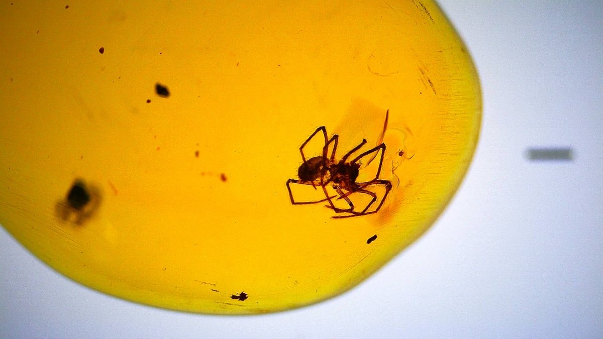 Burmese Amber fossil with spider species insect inclusion from Myanmar - FossilsAndMore