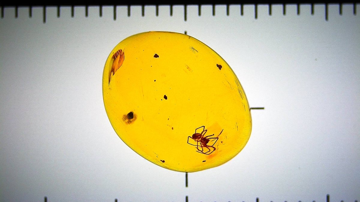 Yellow amber fossil with small spider and on a white background with ruler for scale.