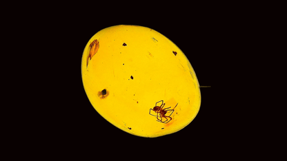 Burmese Amber fossil with spider species insect inclusion from Myanmar - FossilsAndMore