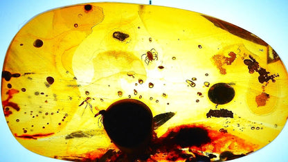 Burmese Amber fossil with tick species insect inclusion from Myanmar - FossilsAndMore