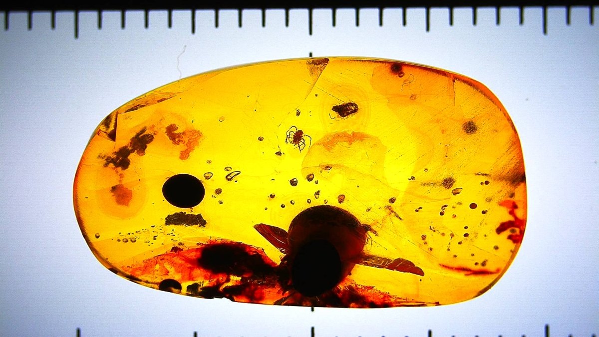 Amber inclusion with a small insect under a ruler for scale