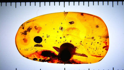 Amber inclusion with a small insect under a ruler for scale
