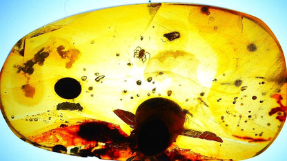 Burmese Amber fossil with tick species insect inclusion from Myanmar - FossilsAndMore
