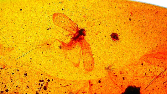Burmite amber pendant with small fly (0.89") - FossilsAndMore