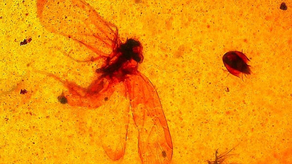 Burmite amber pendant with small fly (0.89") - FossilsAndMore