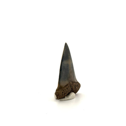 C. Hastalis fossil shark tooth (1.79") from Antwerp, Belgium - FossilsAndMore