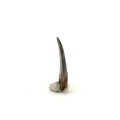 C. Hastalis fossil shark tooth (1.79") from Antwerp, Belgium - FossilsAndMore