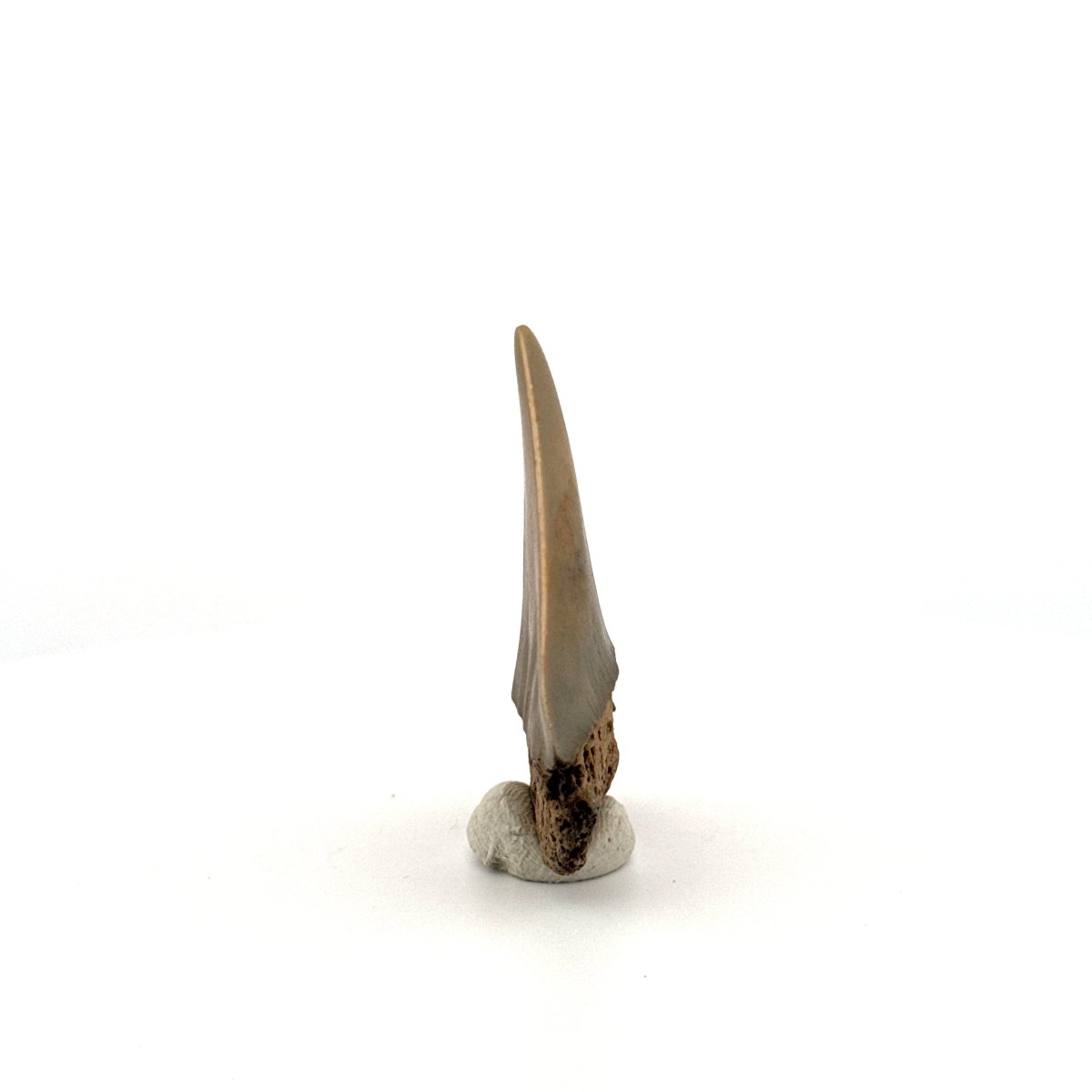 C. Hastalis fossil shark tooth (2.08") from Antwerp, Belgium - FossilsAndMore