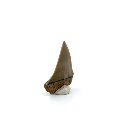 C. Hastalis fossil shark tooth (2.08") from Antwerp, Belgium - FossilsAndMore