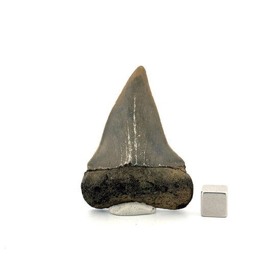 C. Hastalis fossil shark tooth (2.27") from Antwerp, Belgium - FossilsAndMore